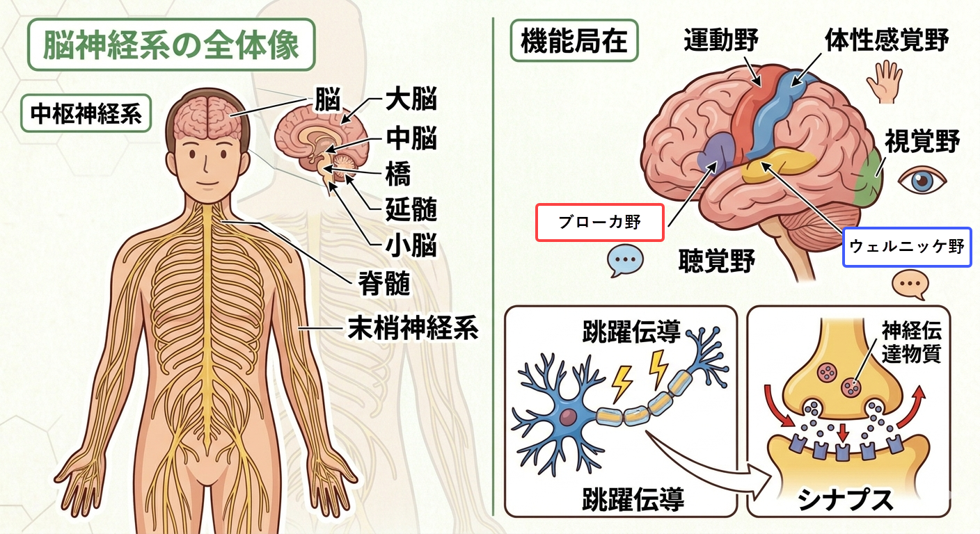 脳神経系の全体図（中枢・末梢）と大脳の機能、シナプス、跳躍伝導の仕組み